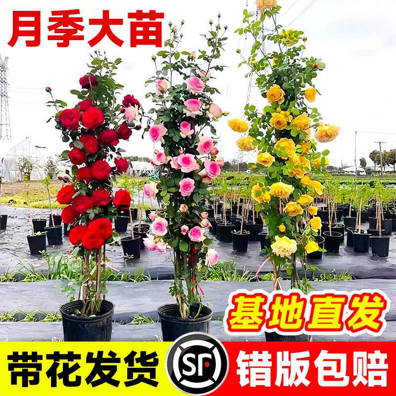 月季花大苗庭院爬藤植物阳台爬墙图片