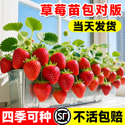 草莓苗秧四季结果红草莓阳台盆栽