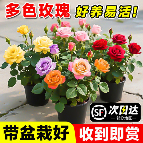 多色玫瑰花苗盆栽月季带盆栽好