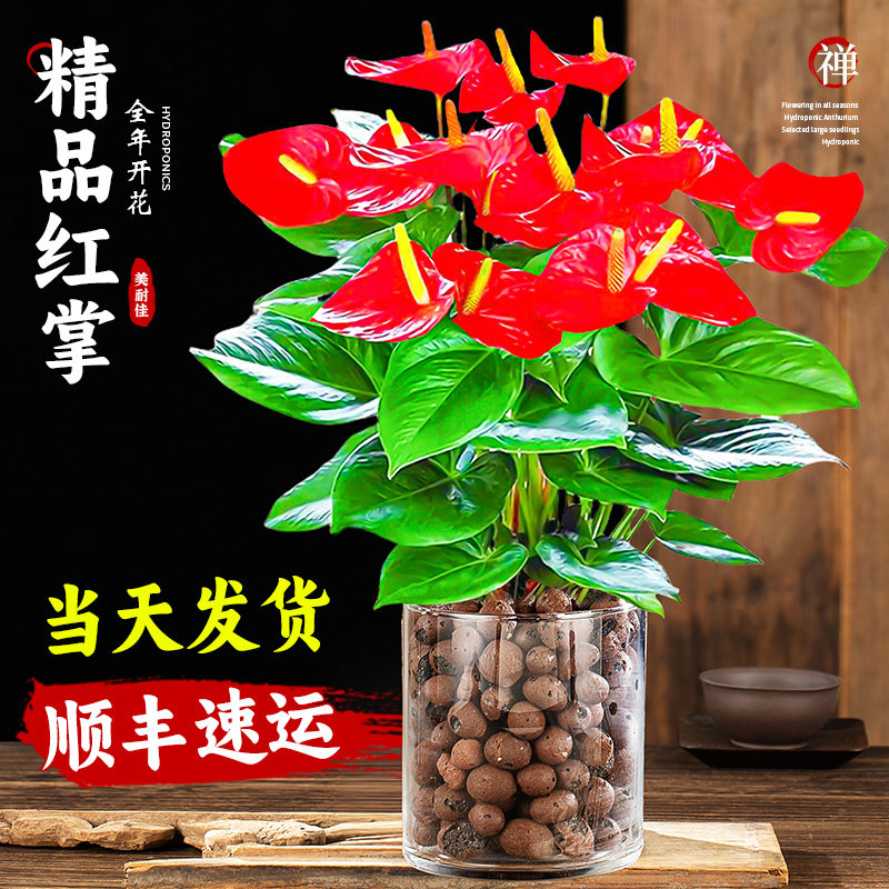 水培红掌白掌盆栽一帆风顺花卉植物室内好养绿植鸿运当头四季开花