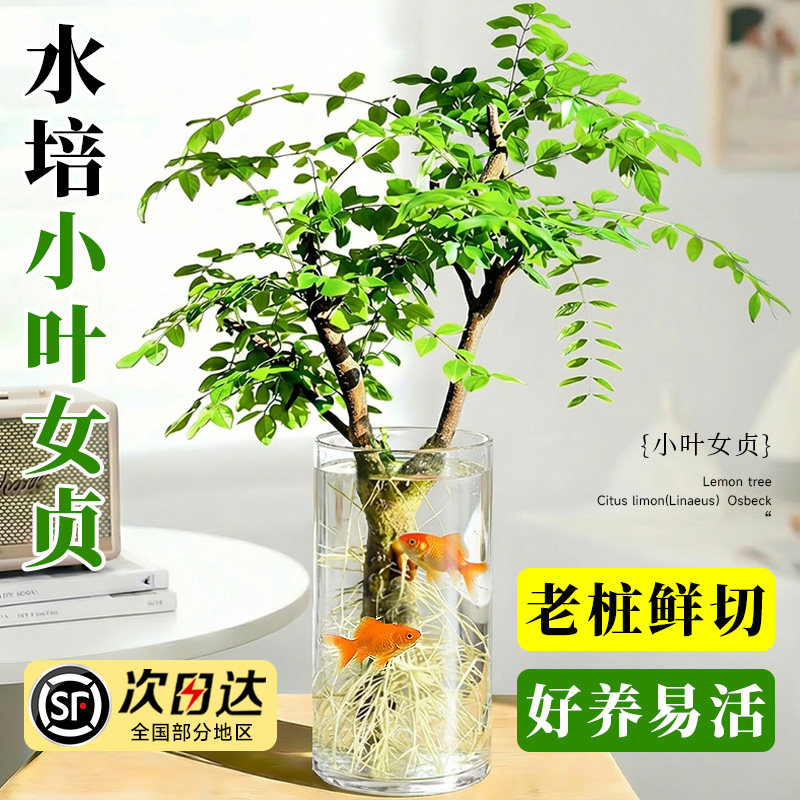 丁香小叶女贞老桩水培植物造型树四季常青旺宅室内客厅桌面高级感