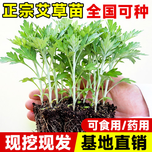 药用食用大叶艾草根种植艾草种子