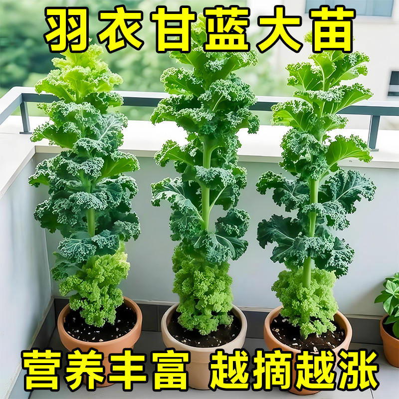 羽衣甘蓝苗秧苗羽衣甘蓝盆栽