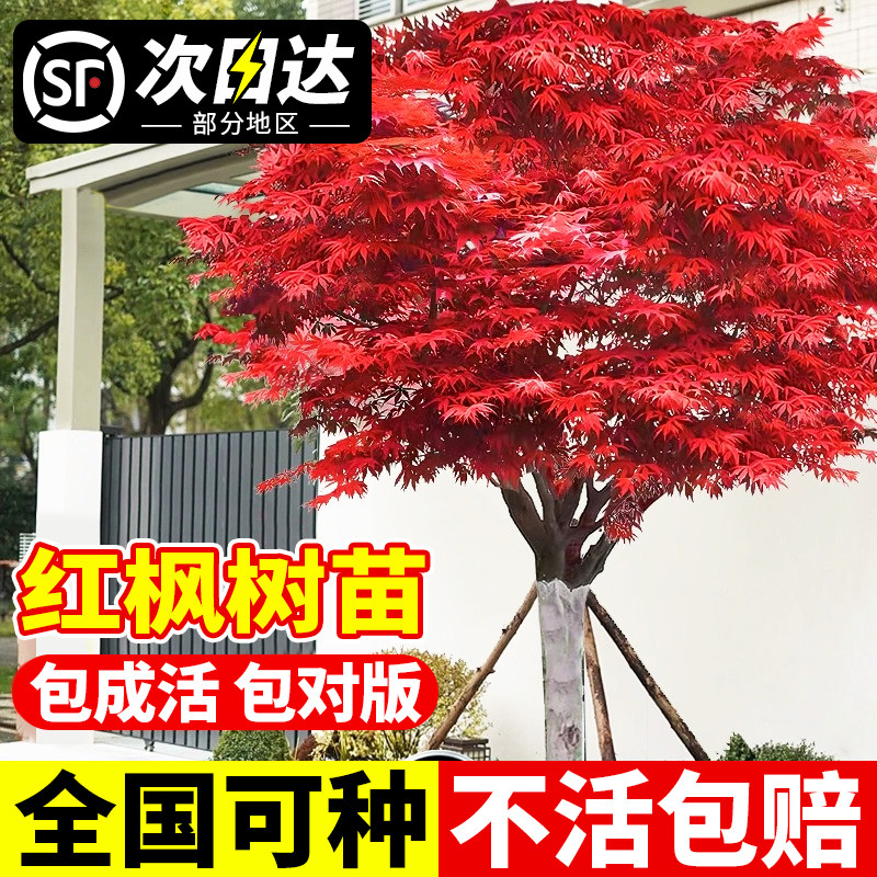 日本红枫树苗四季舞姬老桩图片