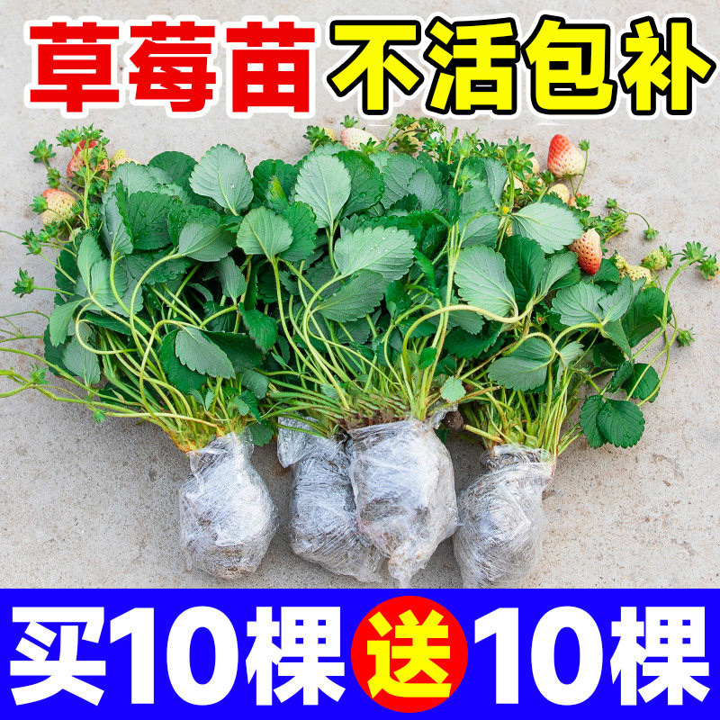 草莓苗四季结果盆栽奶油红颜草莓苗秧新苗阳台种植当年结果特大号