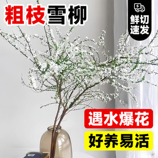 雪柳干枝鲜枝带花苞水养遇水开花龙柳珍珠李红梅银柳懒人鲜切枝条