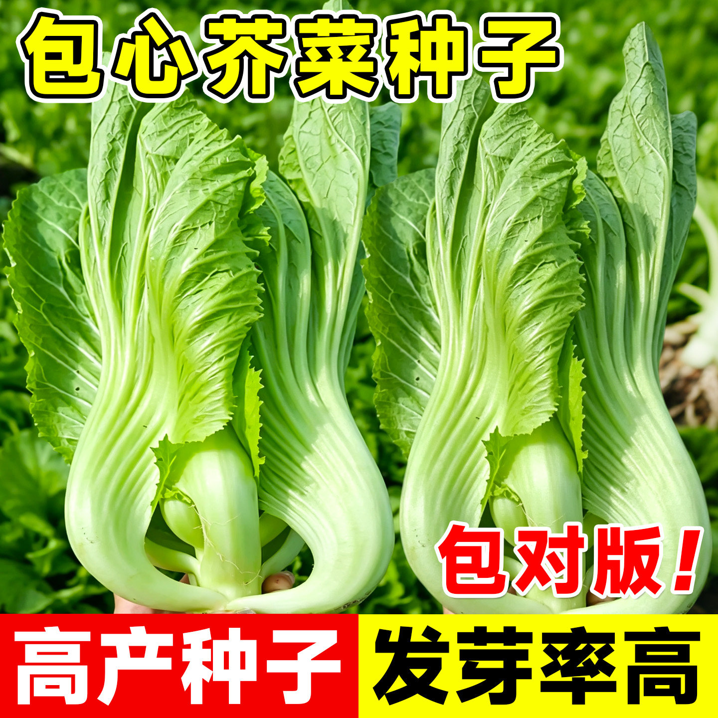 老品种包心芥菜种子大叶甜球芥新鲜种籽四季泡菜酸菜阳台蔬菜盆栽