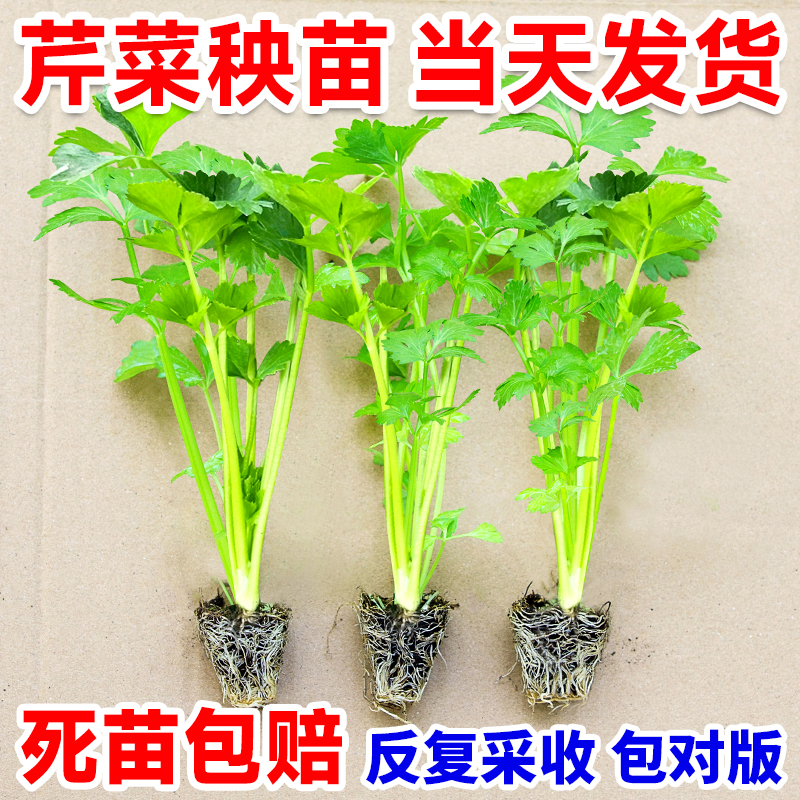 四季芹菜苗秧苗小香芹大芹菜苗