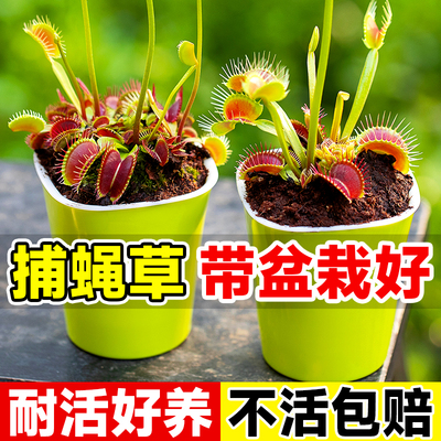 超大捕蝇草盆栽猪笼耐寒绿