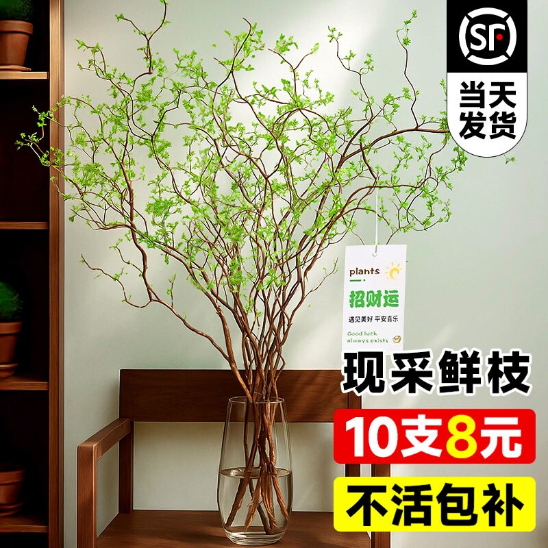 龙柳鲜枝水培植物客厅旺宅绿植雪柳带花苞花卉室内盆栽好养活国风