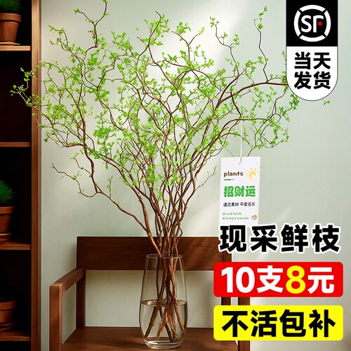 龙柳鲜枝水培植物客厅旺宅绿植