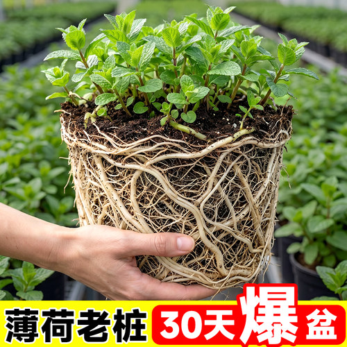 薄荷盆栽薄荷苗老桩可食用盆栽