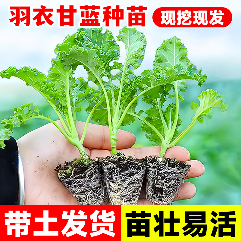 羽衣甘蓝苗耐寒秋冬蔬菜苗