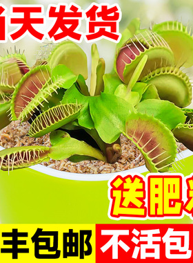 捕蝇草盆栽超大猪笼草茅膏菜食虫绿植物水培驱蚊食人花捕虫堇趣味