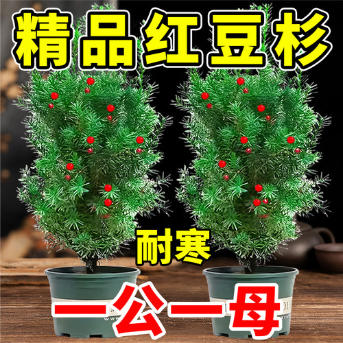 红豆杉树苗盆栽南北方种植