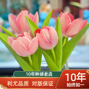 郁金香种球荷兰进口大球种子地栽土培花苗阳台室内好养活植物批发