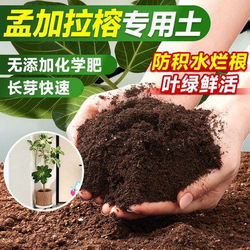 孟加拉榕专用土营养花通有