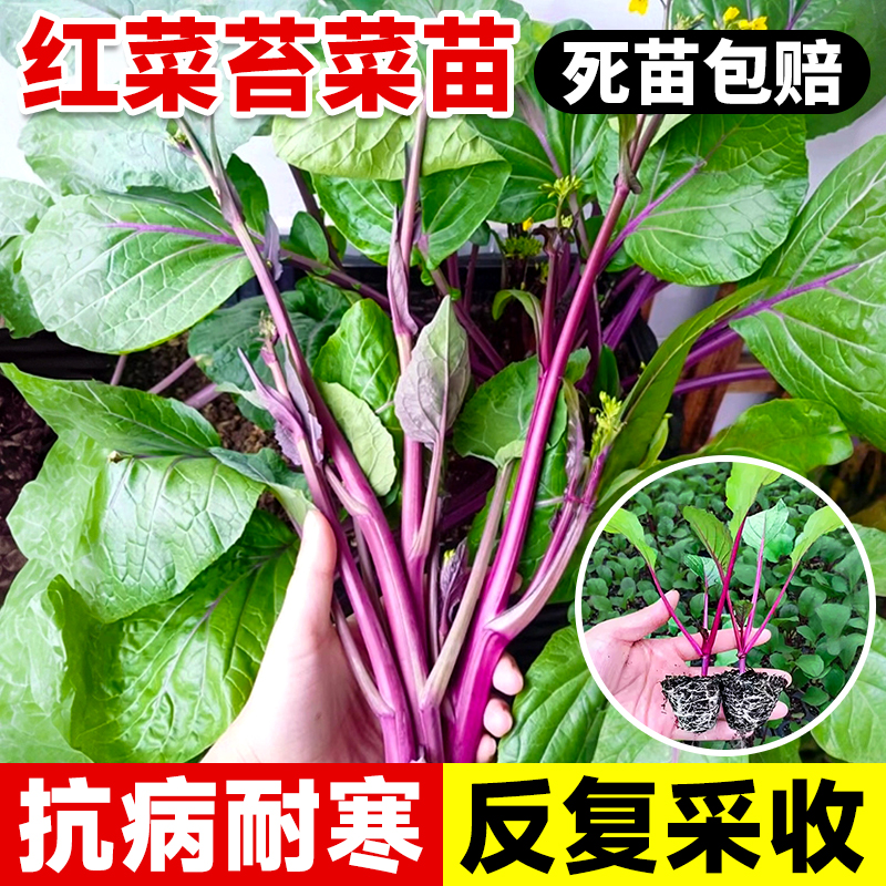 红菜苔秧苗带土蔬菜苗