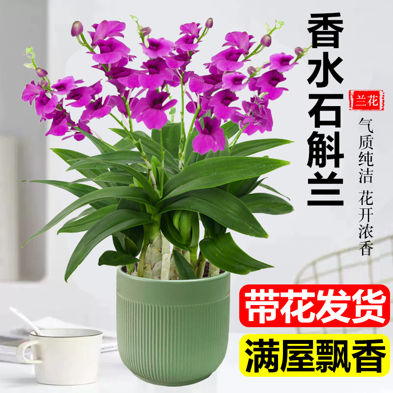 香水石斛兰带花室内客厅卉