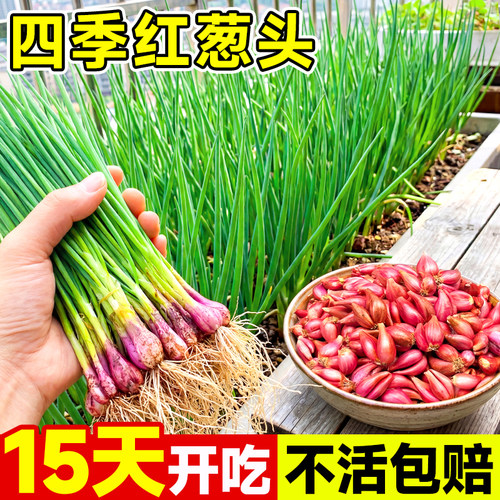 四季火葱头种小香葱葱头种子四川红葱头苗新鲜盆栽春季阳台种菜苗