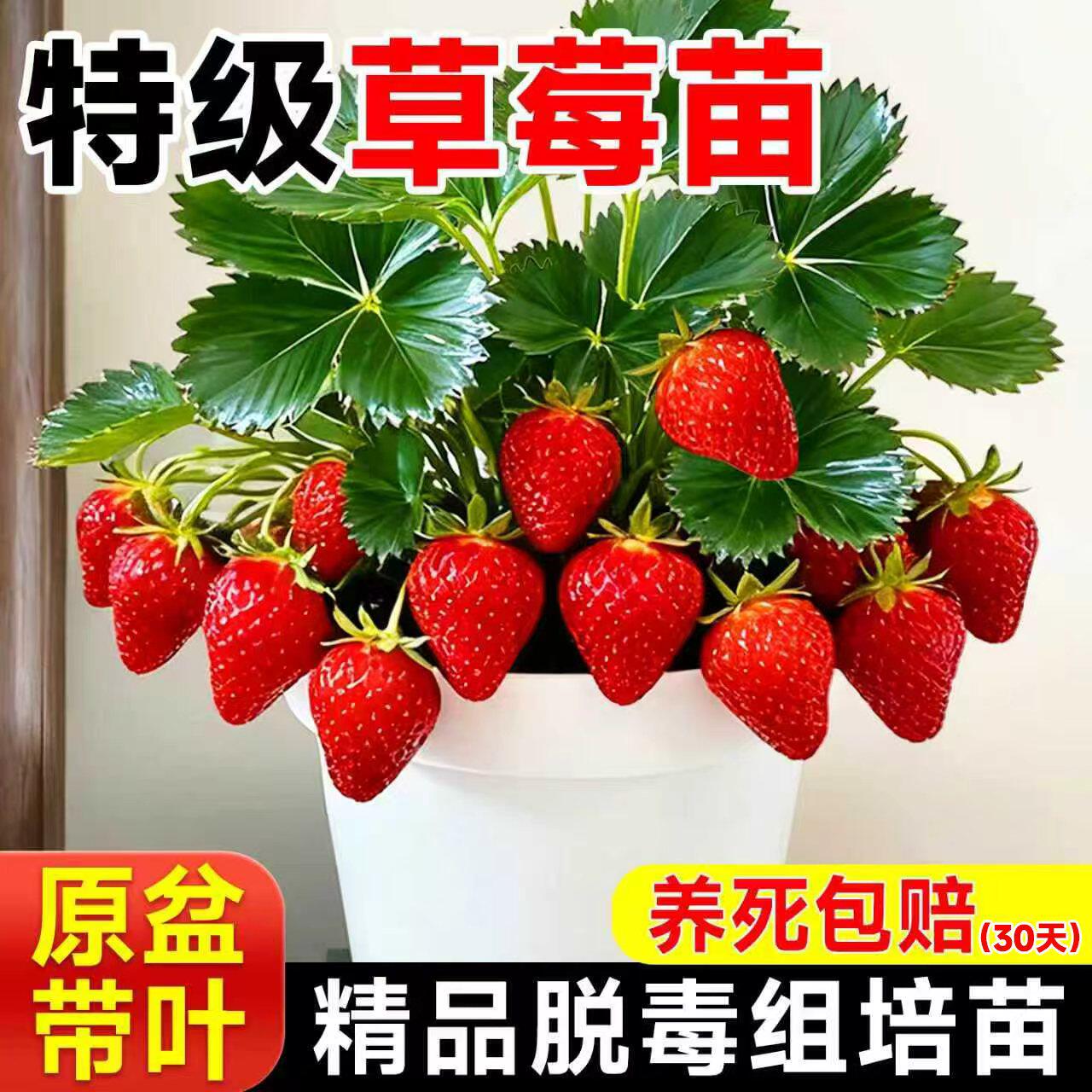 草莓苗秧子四季结果苗盆栽奶油草梅批发裸根小苗丹东穴盘苗种子籽