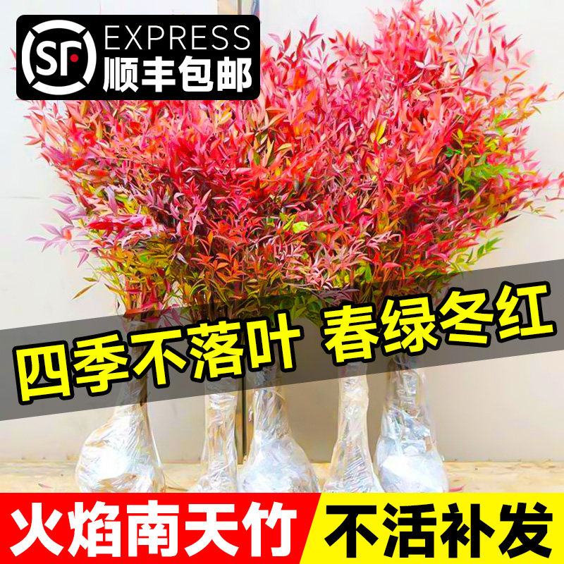 火焰南天竹盆栽客厅树苗植图片