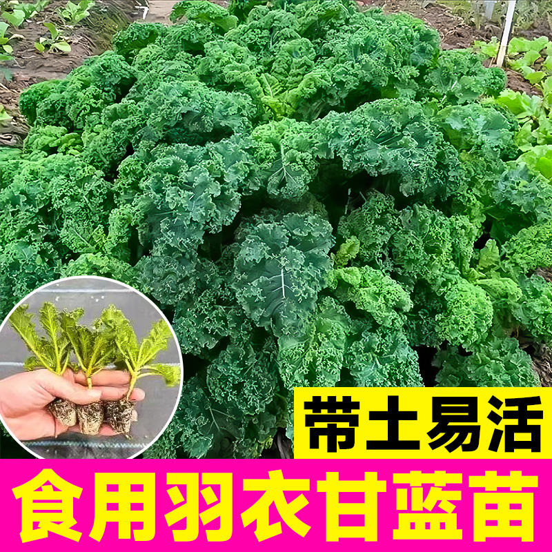 羽衣甘蓝苗耐寒秋冬蔬菜苗