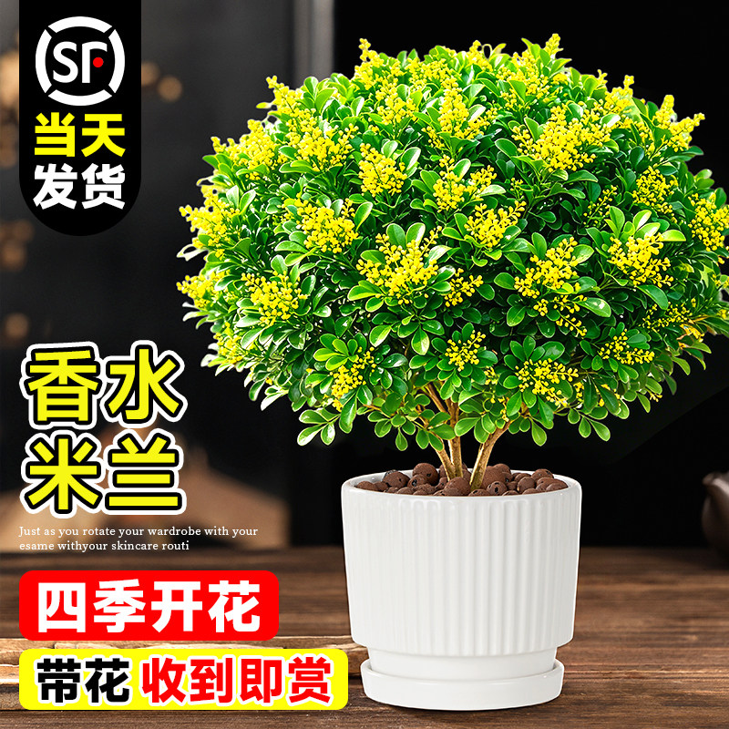 香水米兰花盆栽树苗带花苞图片