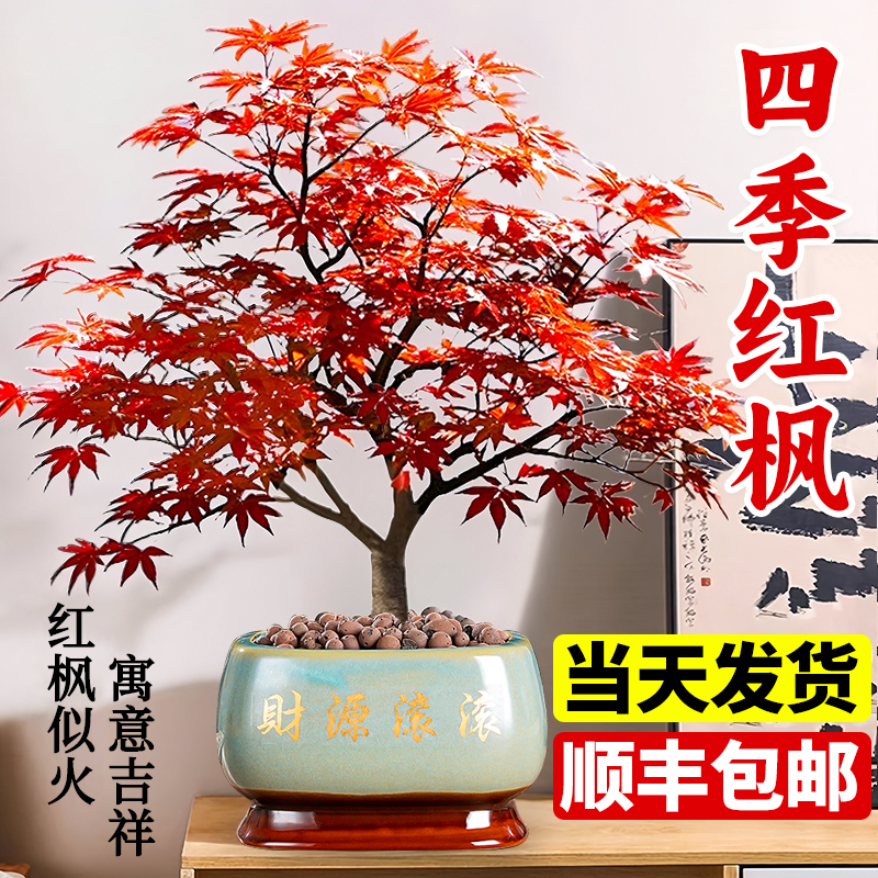 日本红枫盆景植物舞姬树苗