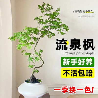 黄金流泉枫盆栽造型网红大