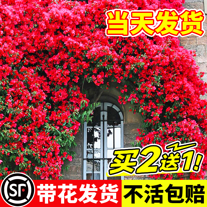 红木香花苗爬藤植物甜蜜黄