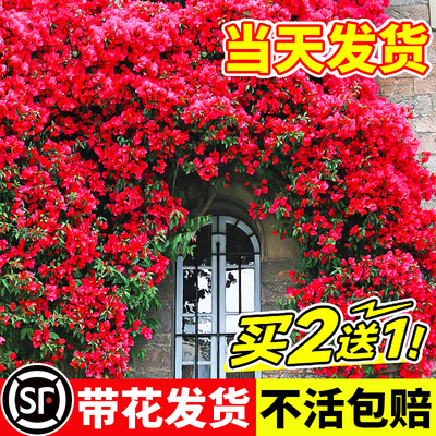 红木香花苗爬藤植物甜蜜黄