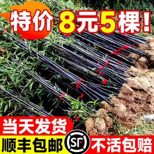 紫竹苗竹子苗好养带土耐寒绿植庭院室外观赏盆栽四季佛肚竹黄金竹