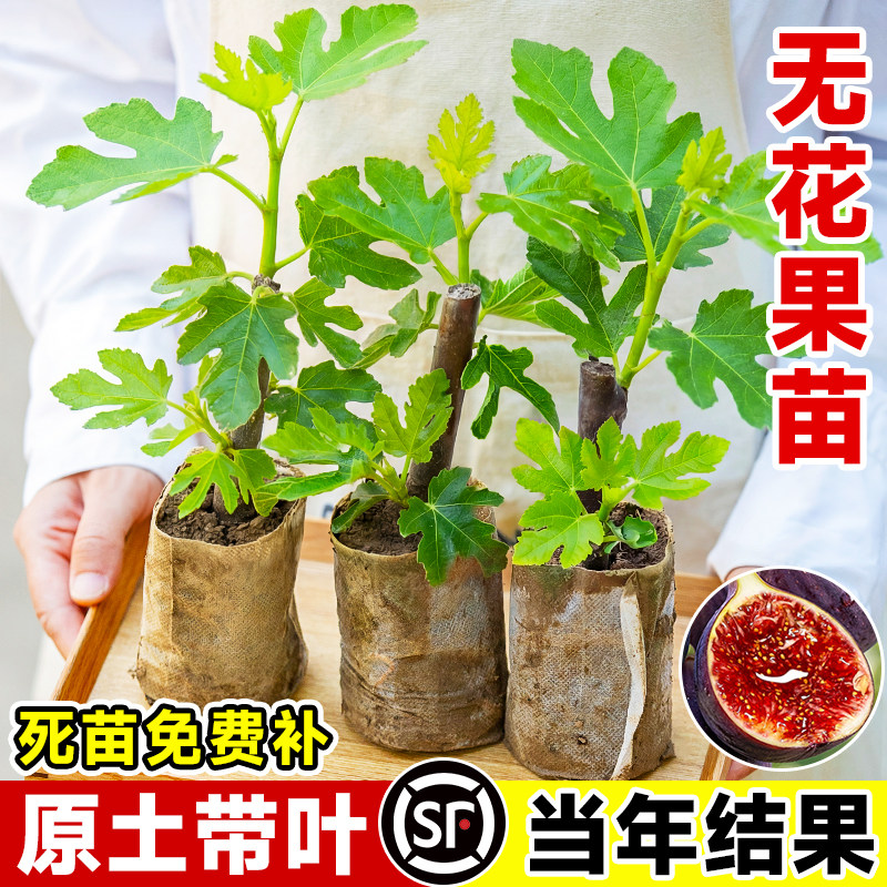 无花果树果苗带叶发货图片