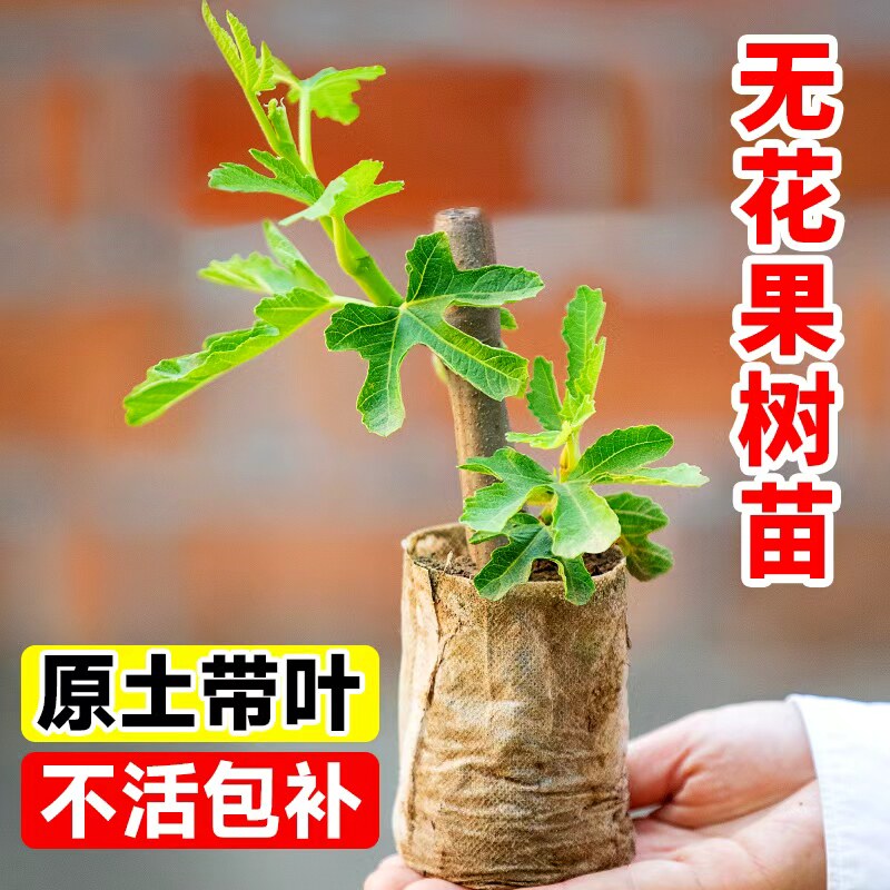 无花果树果苗带叶果树苗波姬红青皮当年结果盆栽四季南北方种植