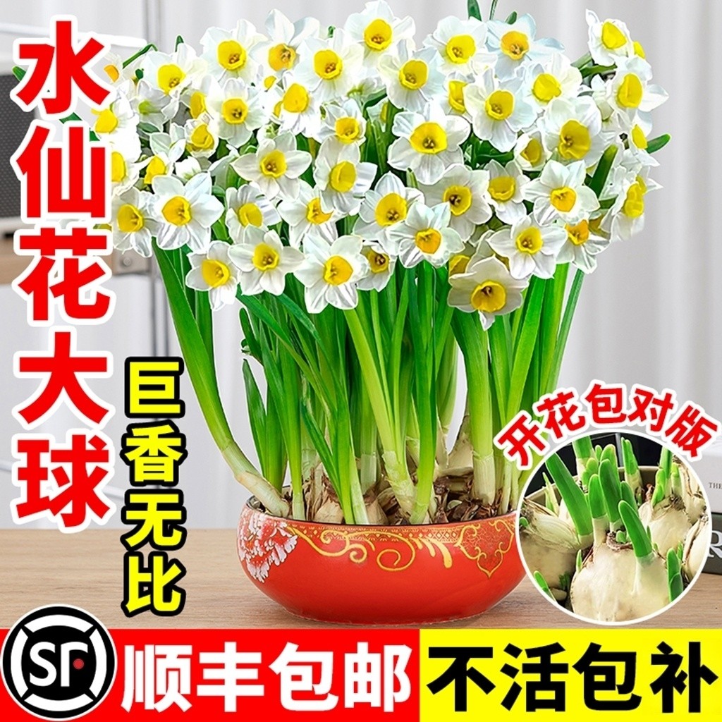 重瓣漳州水仙花种球种子水养卉室内外冬季水培植物大盆栽图片