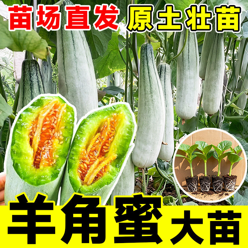 正品山东羊角蜜甜瓜苗香瓜苗绿宝石苗秧超甜带土高产早熟薄皮四季