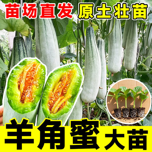 山东寿光羊角蜜甜瓜种苗秧