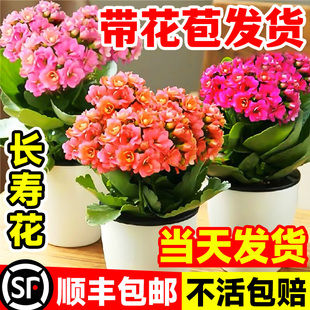室內(nèi)開花好養(yǎng) 長壽花盆栽重瓣金狐貍大花帶花苞花苗四季 花卉植物
