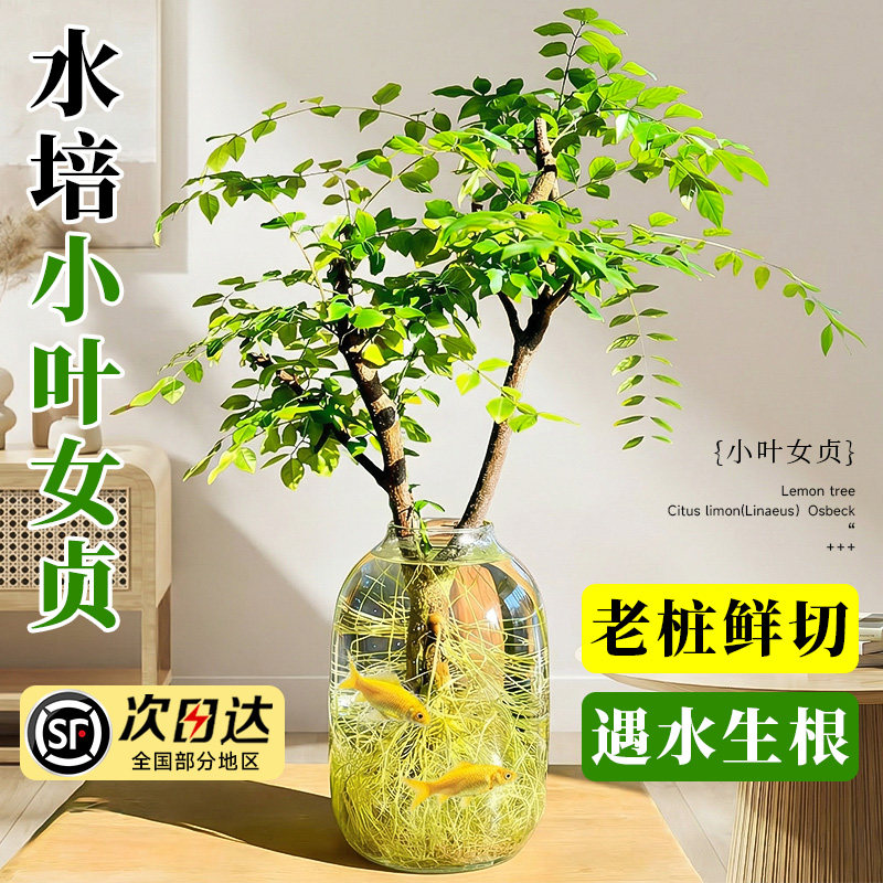 水培小叶女贞老桩造型树丁香大型室内客厅桌面旺宅四季好养高级感