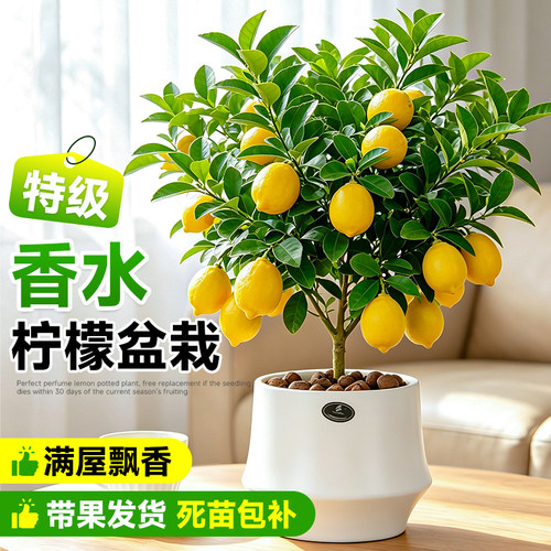 香水柠檬树盆栽水果树苗