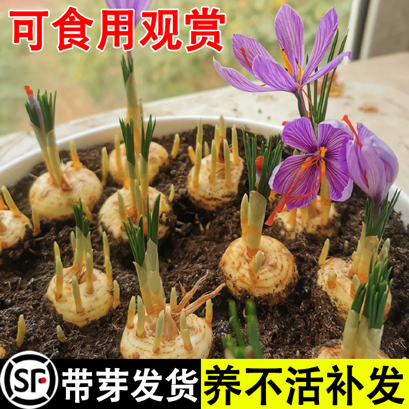 药用正宗藏红花种球苗盆栽