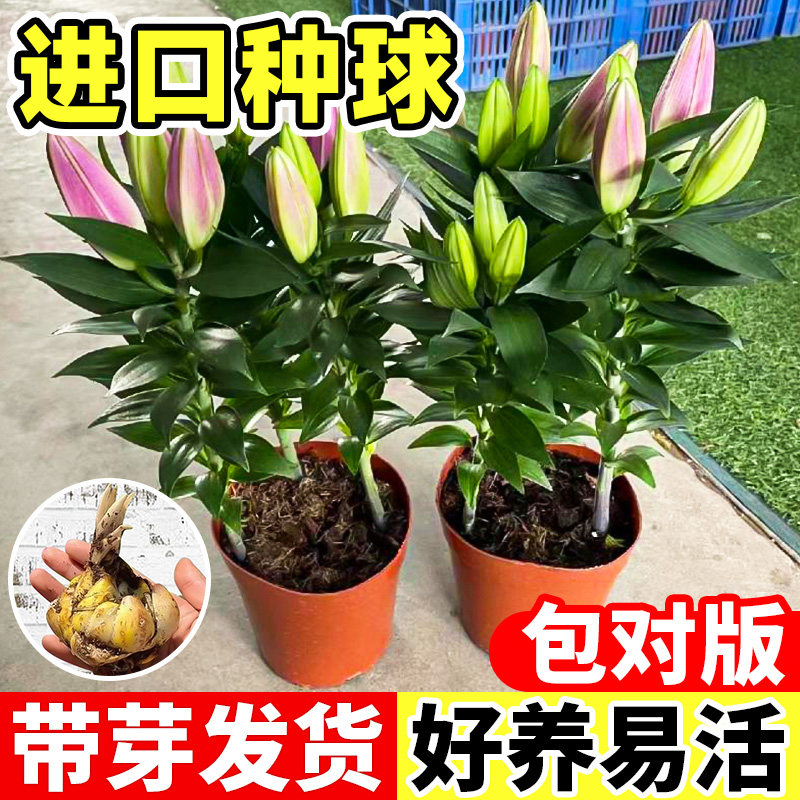 香水百合花种球进口带芽多季节开花好养庭院带芽香水百合花种籽子