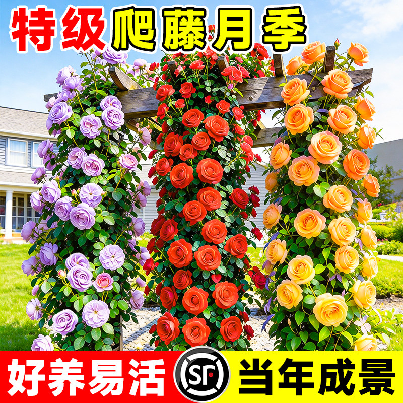 蔷薇花苗爬藤月季庭院阳台藤蔓植物龙沙宝石大花玫瑰爬墙藤本月季