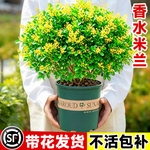 香水米兰花盆栽树苗带花苞