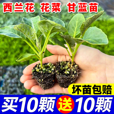 花菜苗白花菜秧苗西兰花苗