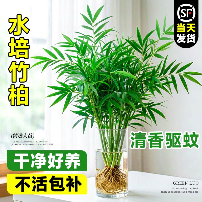 竹柏水培植物室内水养盆栽驱蚊好养卧室特大大棵耐阴树苗高端盆景