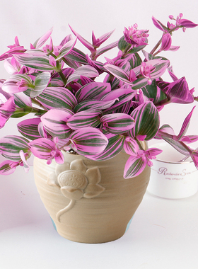 油画婚礼吊兰大棵多肉锦花卉室内阳台绿植盆栽水培油画吊兰植物