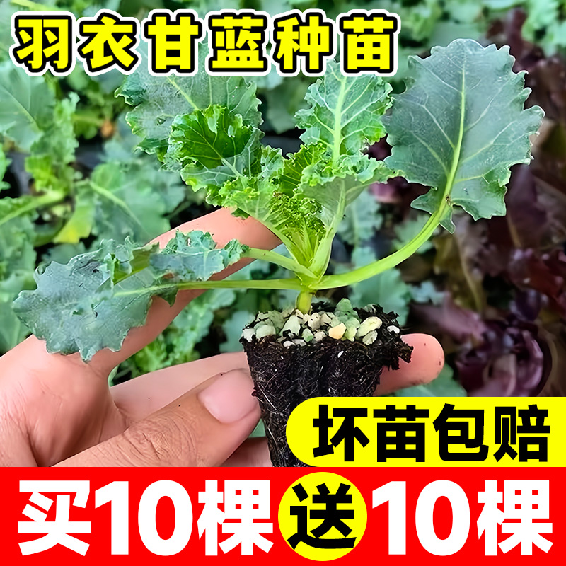 羽衣甘蓝苗耐寒秋冬蔬菜苗