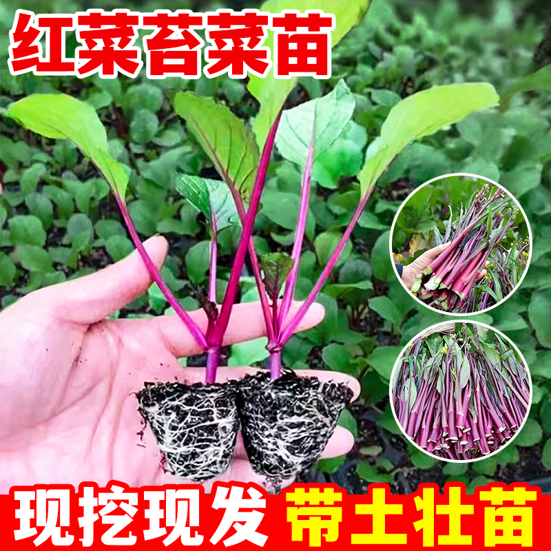 红菜苔秧苗带土蔬菜苗